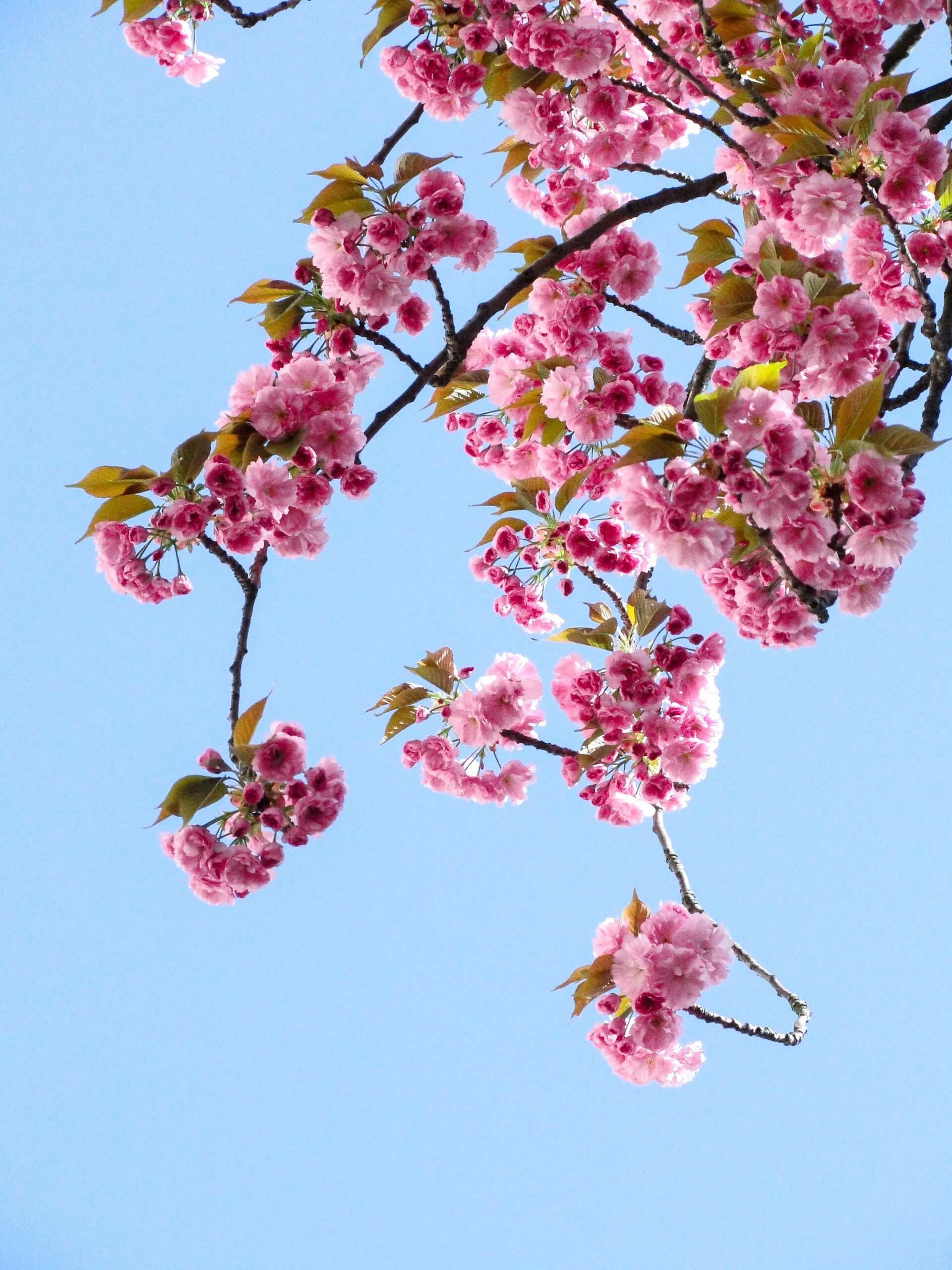 spring flowers