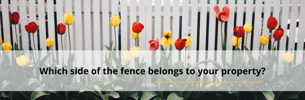 tulips and fence