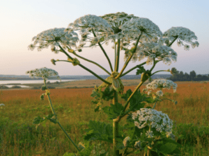 giant hogweed