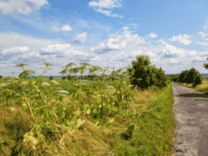 giant hogweed