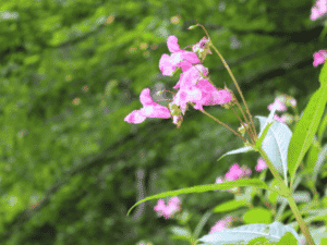 himalayan balsam