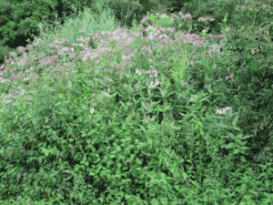 himalayan balsam