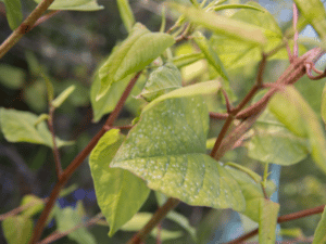 japanese knotweed