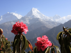 rhododendron