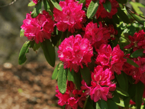 rhododendron