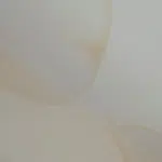 damp