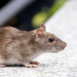 rat