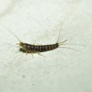 silverfish
