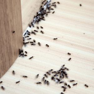 ants