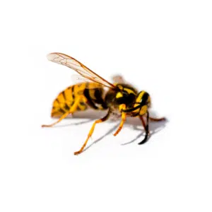 wasp